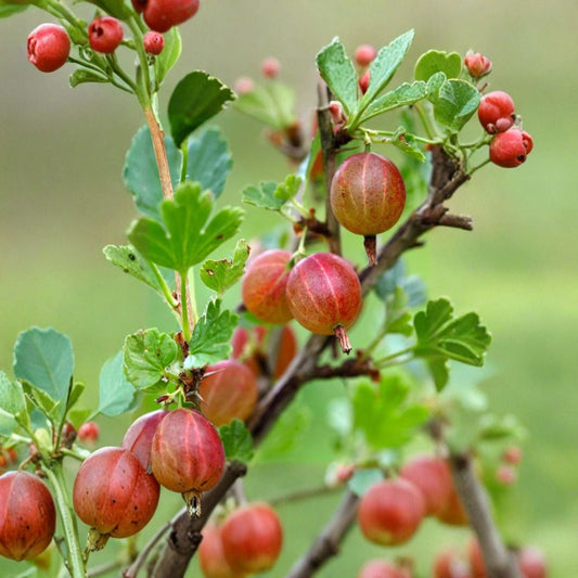 Jahns Prairie Gooseberry Live Rooted Plant | Edible Berry Shrub | Cold Hardy Self-Pollinating Gooseberry | Zones 3-8