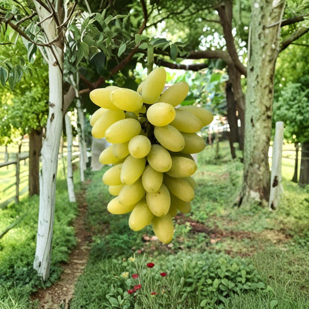 Gold Finger Grape Plant – Vitis vinifera Live Vine, Japanese Premium Sweet Table Grape, Potted Gold Finger Grape, ゴールドフィンガー