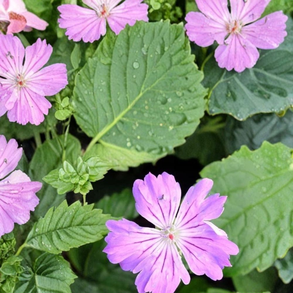 Hexham Feathers Geranium Seeds – 25+ Pelargonium Flower Seeds for Garden & Patio, Easy to Grow, Vibrant Colorful Blooms