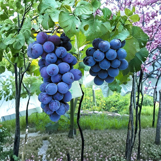 Kyoho Grape Cuttings 6 Pack | Japanese Giant Purple Table Grapes | Sweet Muscat Flavor | Vitis vinifera