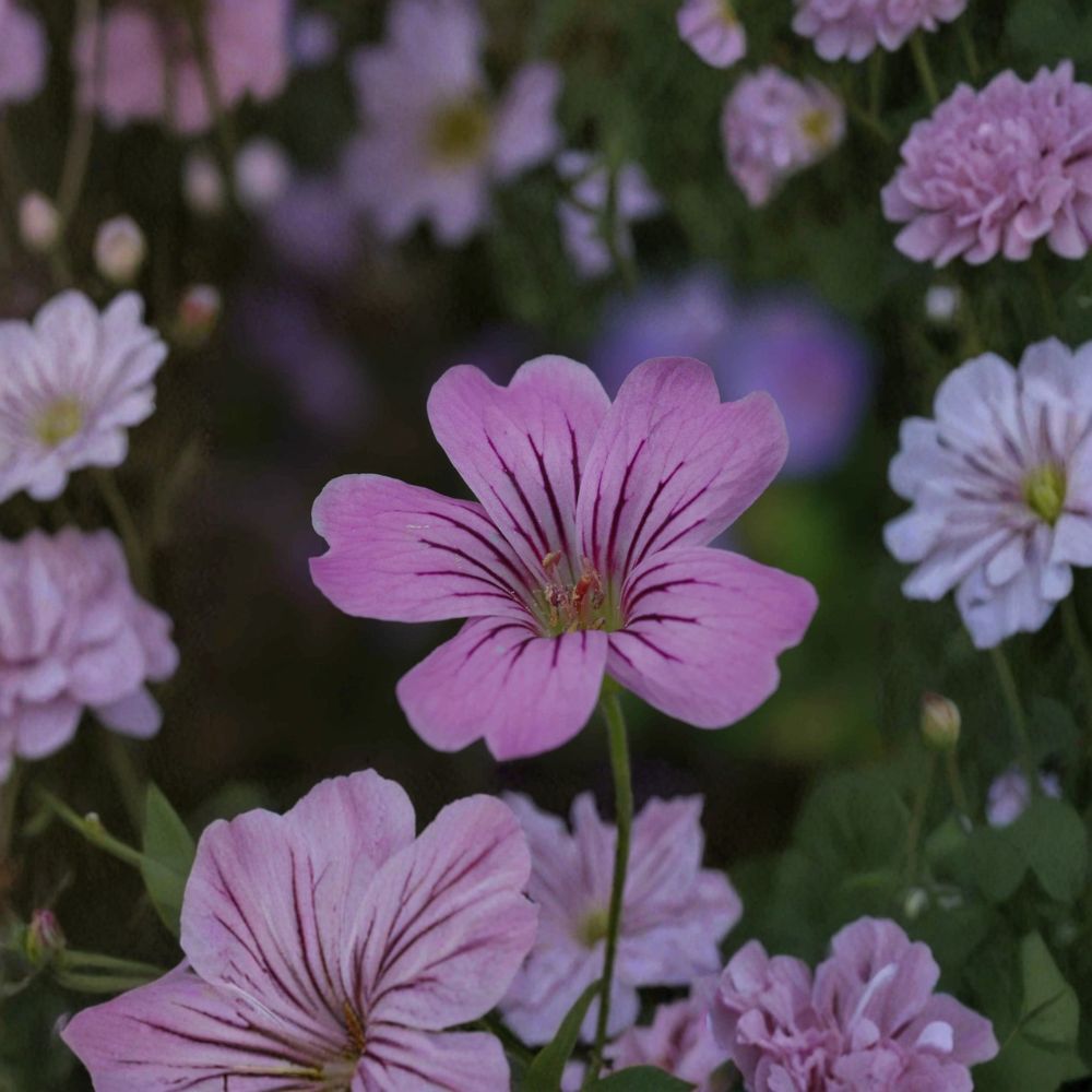 Geranium gracile Seeds – Hardy Pink Cranesbill Perennial Flower Seeds for Garden Borders & Containers