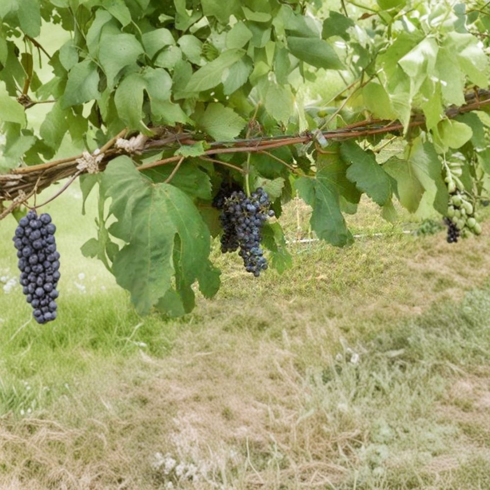 Black Manukka Seedless Grape Vine – Vitis vinifera 2-Gallon Live Plant, Self-Fertile, Fruit Vine for Home Garden, Easy to Grow Black Grapes