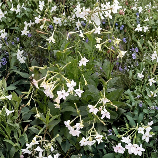 Nicotiana Alata Seeds – Jasmine Flowering Tobacco, Night Fragrant Blooms, Easy Grow Ornamental Plant, 20+ Seeds