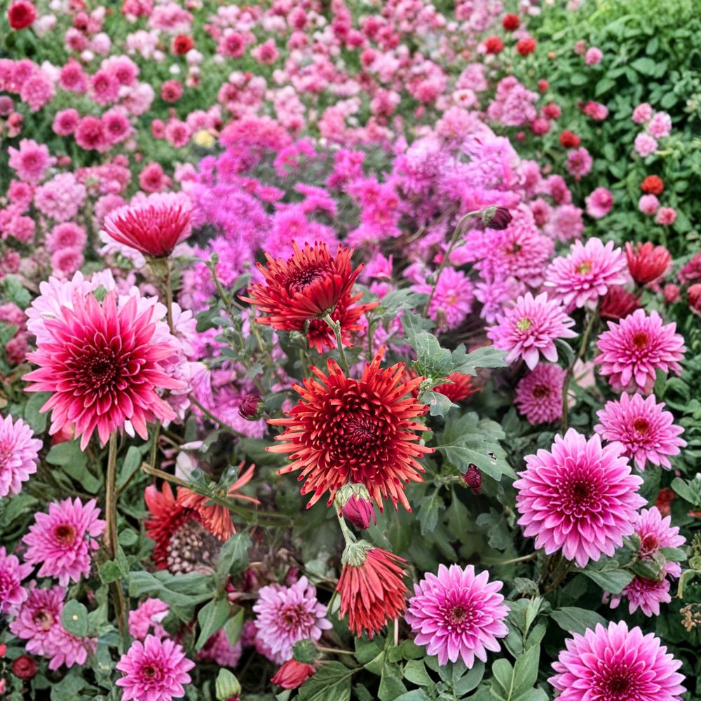 Autumn Ruby Chrysanthemum Plants 2 Pack – Deep Red 4–6 Inch Blooms, Cold Hardy Perennials for Garden & Patio, Potted Fall Flowers