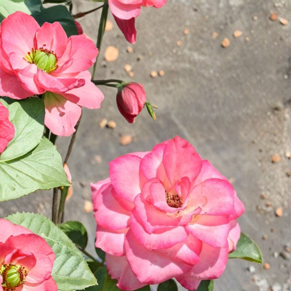 Everblooming Floribunda Rose Plant – Live White Pink Blooms Garden Shrub – Nichole Rose (Rosa) 3 Gallon