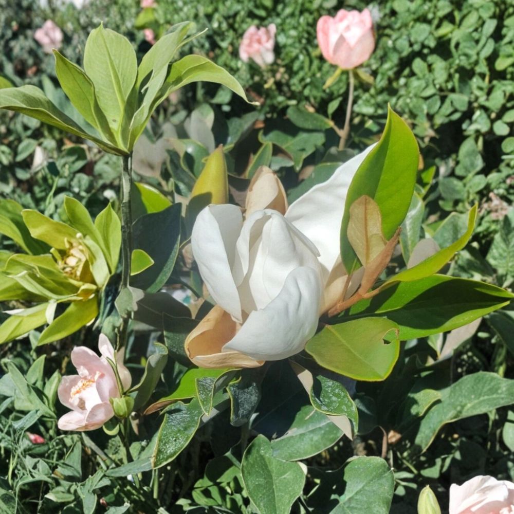 Southern Magnolia Tree – Magnolia grandiflora Live Flowering Tree – 4–5 Feet Tall – 5 Gallon Size – Fragrant White Blooms – Evergreen Shade Tree