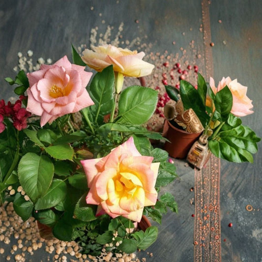 Jacob's Robe Climbing Rose – 2 Gallon Live Plant with Large Double Blooms, Colorful Yellow Pink Red Garden Vine, Easy to Grow