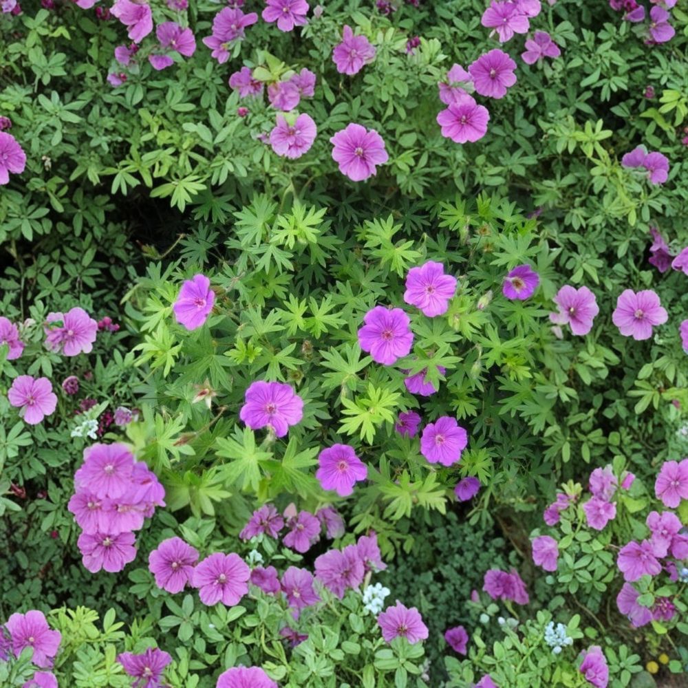 Wild Cranesbill Geranium Bare Roots – 10 Organic Geranium maculatum Native Woodland Perennials for Shade Gardens