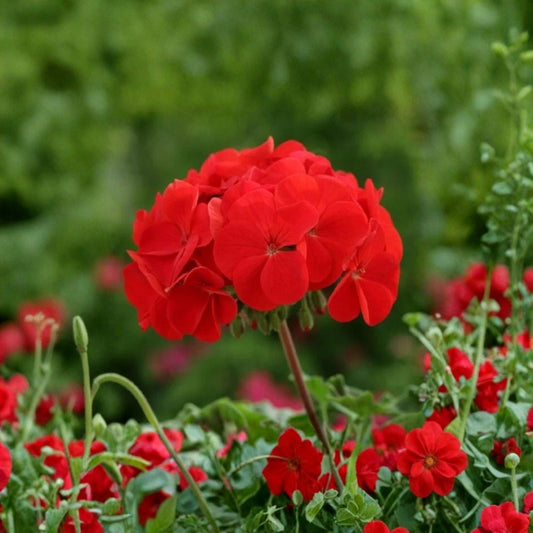 Horizon Red Geranium Seeds – 15 F1 Hybrid Flower Seeds for Patio & Container, Compact Red Zonal Geranium, Easy to Grow
