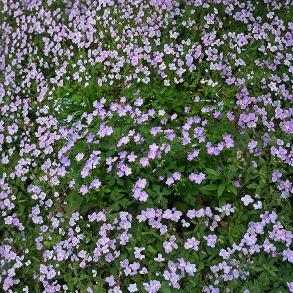 Wild Geranium Bare Roots – Geranium maculatum Native Woodland Plant, Shade Garden, Hardy Cranesbill, Easy to Grow, 5 Roots Included