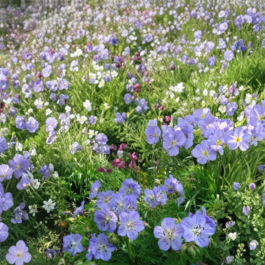 Mrs. Kendal Clark Geranium Seeds – 25+ Hardy Cranesbill Flower Seeds for Garden, Balcony, and Container Planting