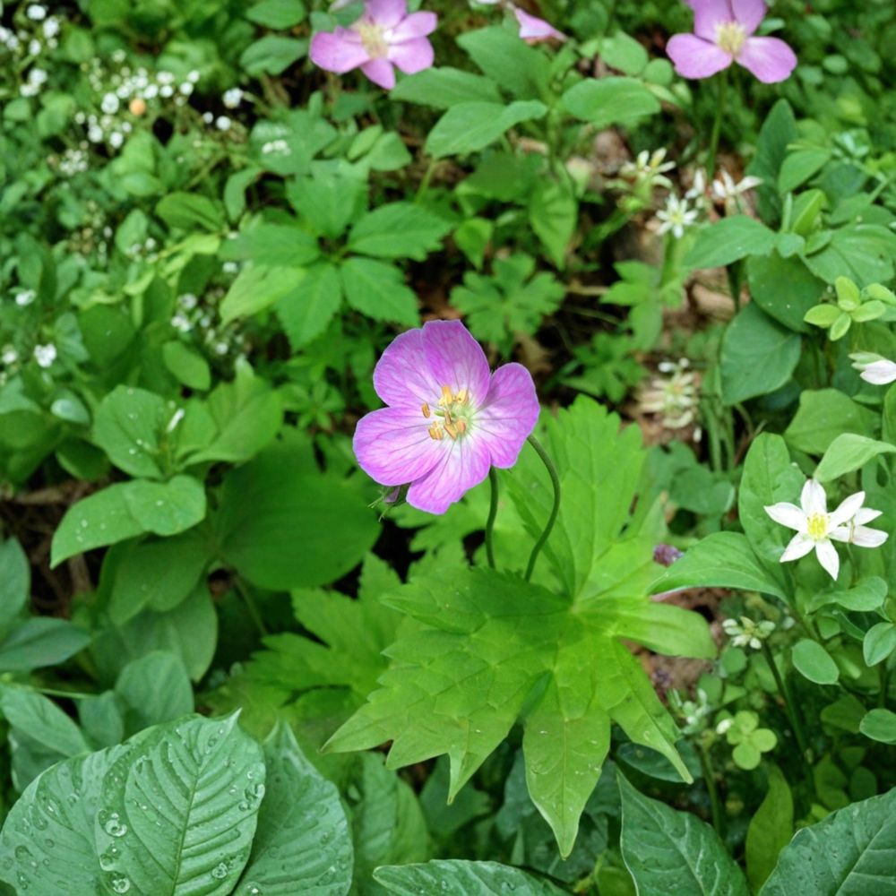 Wild Geranium Bare Roots – 3 Geranium maculatum Cranesbill Plants for Shade Gardens, Hardy Woodland Perennial