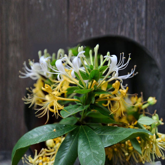 Japanese Honeysuckle Plant – Live Rooted Vine, Fragrant Flowers, Bonsai Friendly, Lonicera japonica Herb, Garden Climber