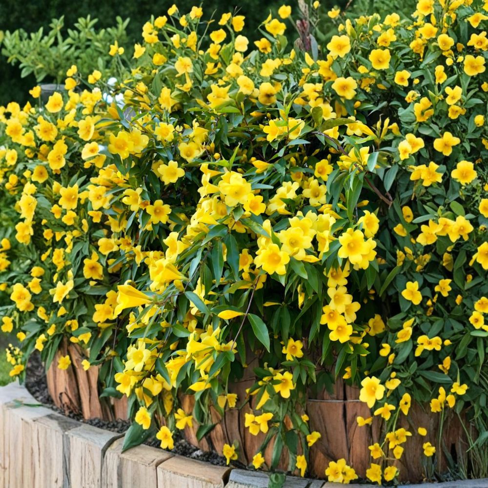 Carolina Jasmine Live Plant – Yellow Jessamine Vine 4–6 Inch Starter, Fragrant Spring Flower Climbing Plant, Outdoor Garden Vine