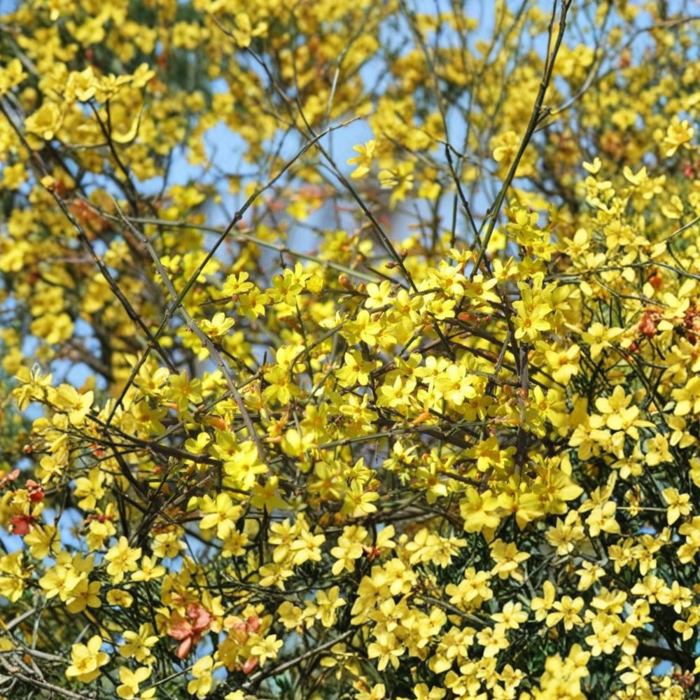 Winter Jasmine Bonsai – Miniature Live Plant with Yellow Spring Blooms | Jasminum nudiflorum Patio & Indoor Friendly