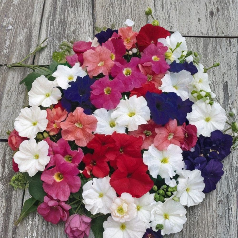 Bravo Mix Petunia Seeds – 50 Pelleted Flower Seeds for Patio & Container Gardens, Compact Mounding, Vibrant Color, Easy to Grow
