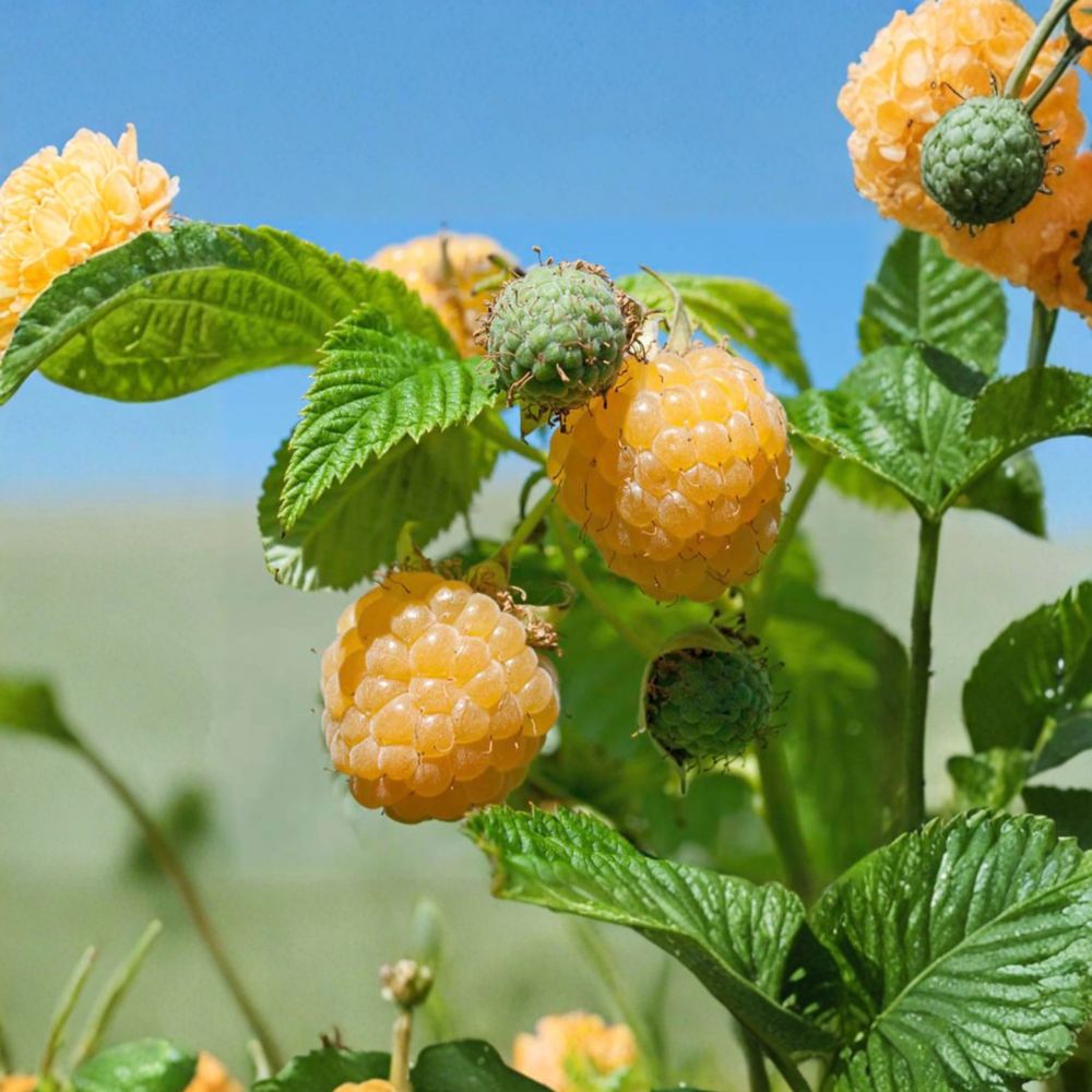 Fall Gold Raspberry Plant | Live Rooted Berry Plant | Golden Everbearing Raspberry | Self-Pollinating | Zones 3-8