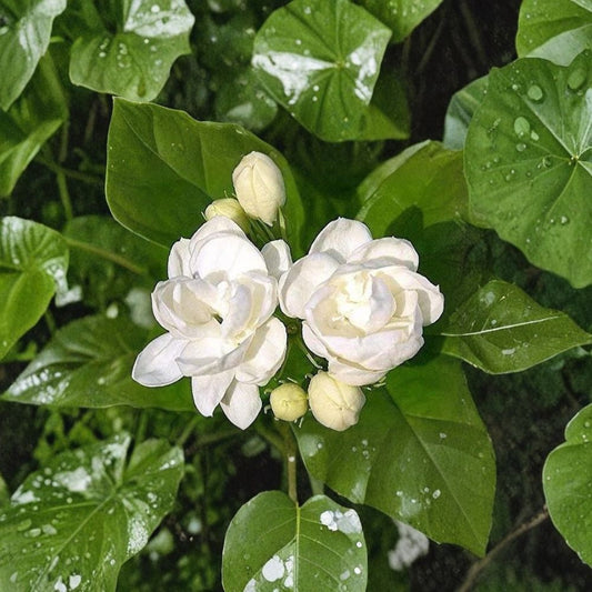 Jasmine Seeds – 25 Pack Fragrant White Flower Plant for Indoor Outdoor Garden – Easy Grow Vine or Shrub | Jasminum spp.