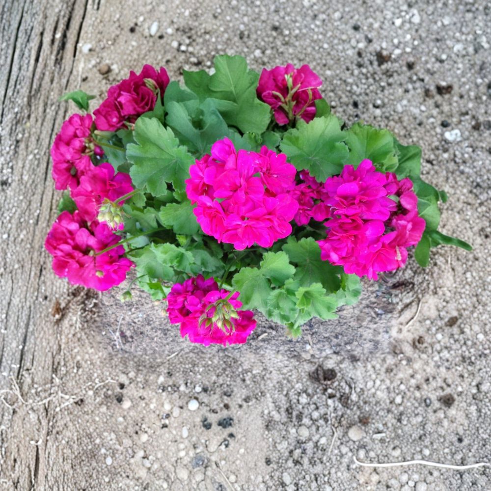 Geranium Cuttings – 3 Live Pelargonium Starters with Fragrant Magenta Blooms – Hardy Patio Flower Plants