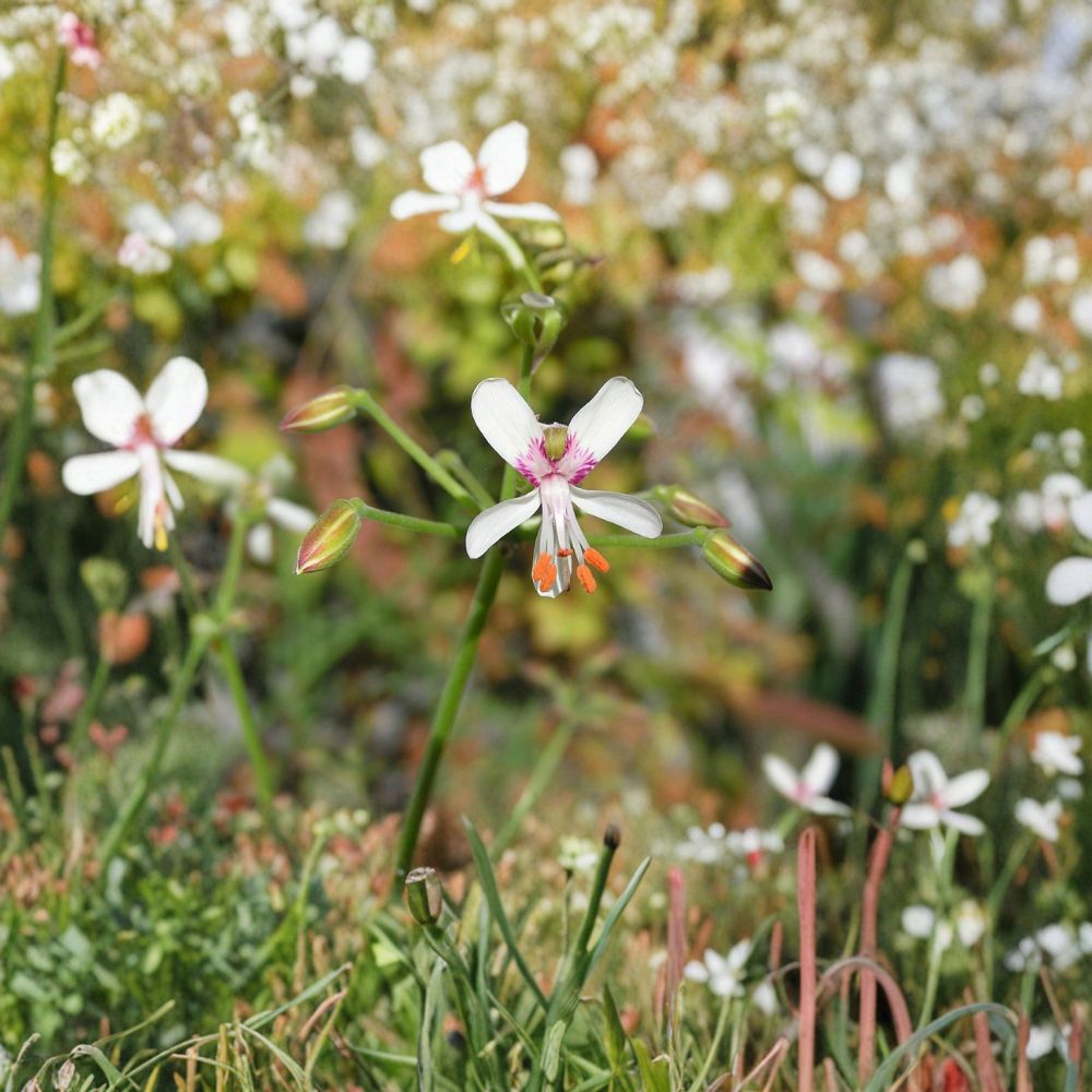 Pelargonium Paniculatum Cutting – Rare Namibia Succulent Geranium Live Plant, Large Unrooted Container-Friendly, Easy to Grow