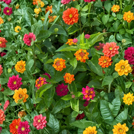 Lantana Camara Seeds – 110PCS Colorful Perennial Flower Seeds for Garden, Patio & Pollinator Attraction, Mosquito Repellent Plant