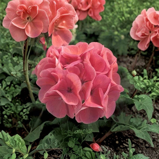 Ivy Geranium Cuttings Mix – 8 Fresh Pelargonium Trailing Plantings for Rooting, Colorful Geraniums, Garden, Balcony, Indoor