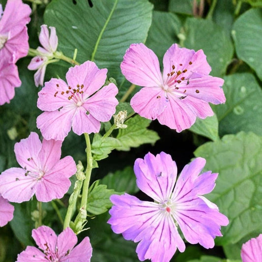 Hexham Feathers Geranium Seeds – 25+ Flower Seeds for Borders & Pots – Vibrant Blooms – Easy to Grow – Pelargonium x hortorum
