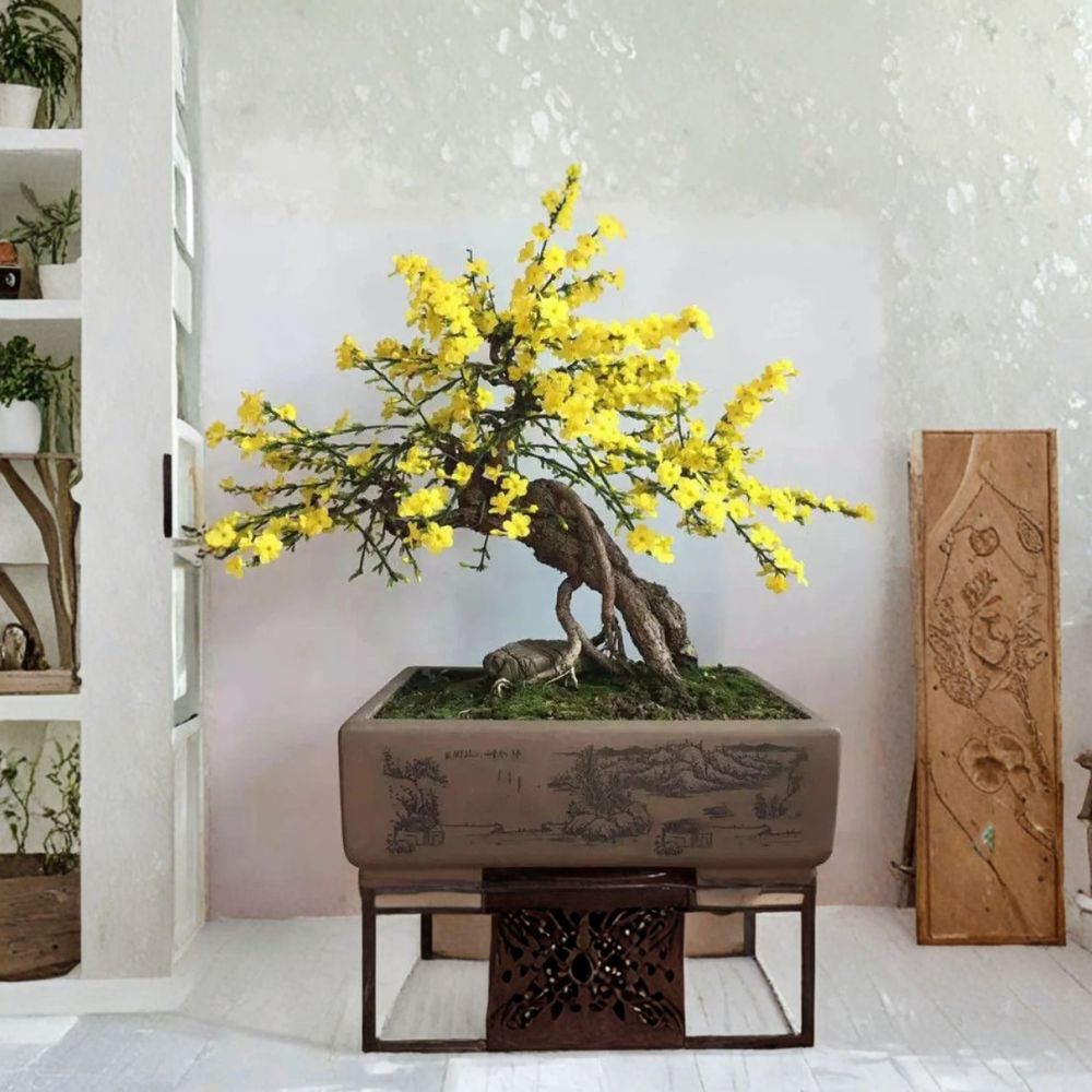 Winter Jasmine Plant – 1 Gallon Potted Jasminum nudiflorum with Yellow Spring Flowers, Hardy Ornamental Shrub for Garden & Patio