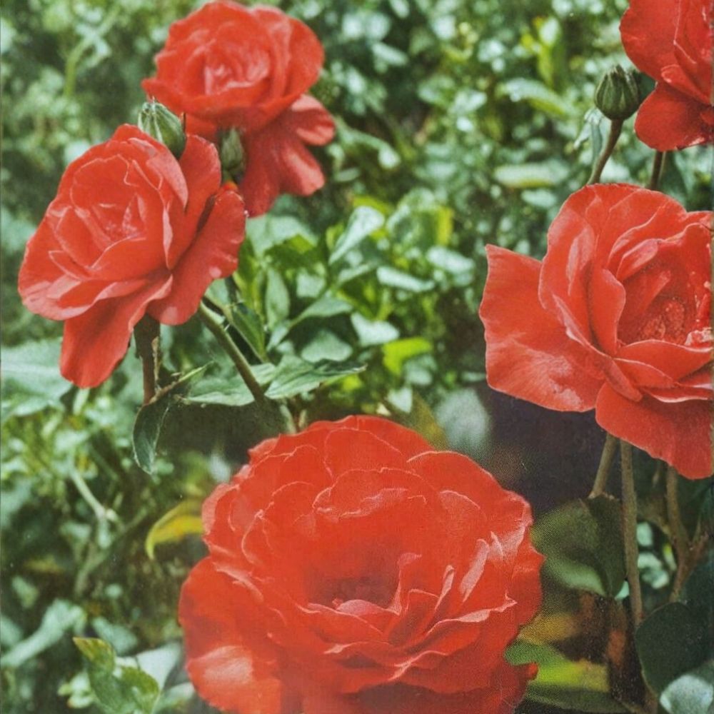 Impatient Floribunda Rose Plant – Live 5-Gallon Orange-Red Blooming Garden Shrub, Rosa floribunda