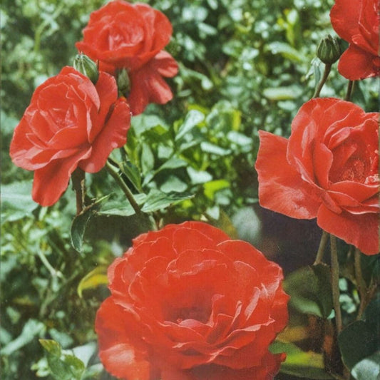 Impatient Floribunda Rose Plant – Live 5-Gallon Orange-Red Blooming Garden Shrub, Rosa floribunda
