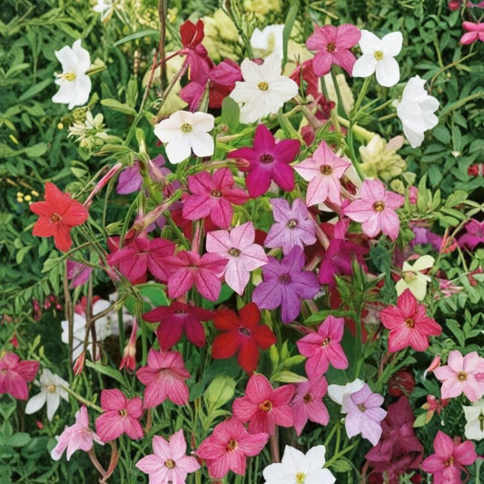 Nicotiana Alata Seeds – Jasmine Tobacco Mix, Fragrant Night-Blooming Flowers, Colorful Sensation, 2,500+ Seeds, Easy to Grow