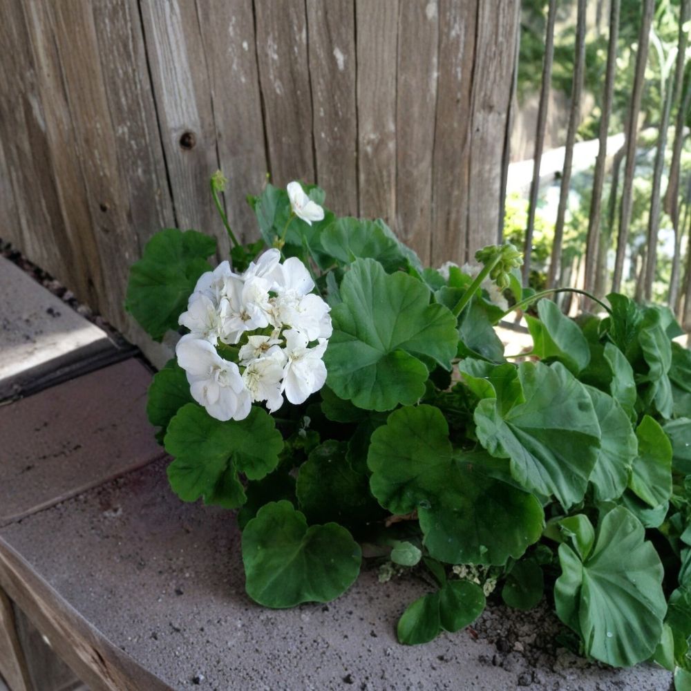 Double White Zonal Geranium Cuttings – Pelargonium Starter Plants with Fragrant White Flowers for Patio & Garden