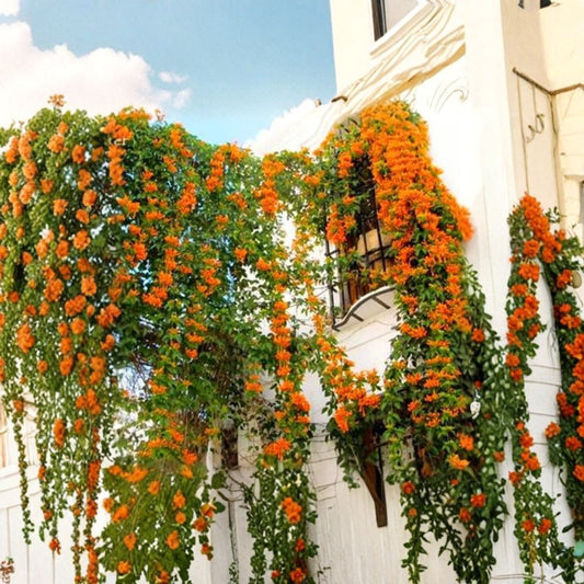Orange Jasmine Seeds – Fragrant Tropical Climbing Vine, Exotic Jasmine (Murraya paniculata) for Garden, Outdoor, and Landscape Planting