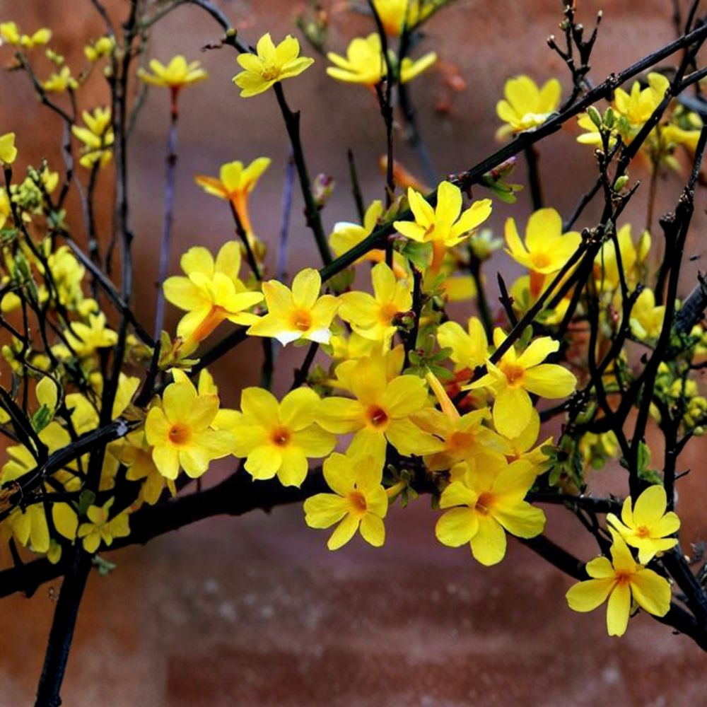 Winter Jasmine Bonsai Plant – Jasminum nudiflorum Live Shrub with Yellow Flowers – Hardy Indoor & Outdoor Decorative Plant
