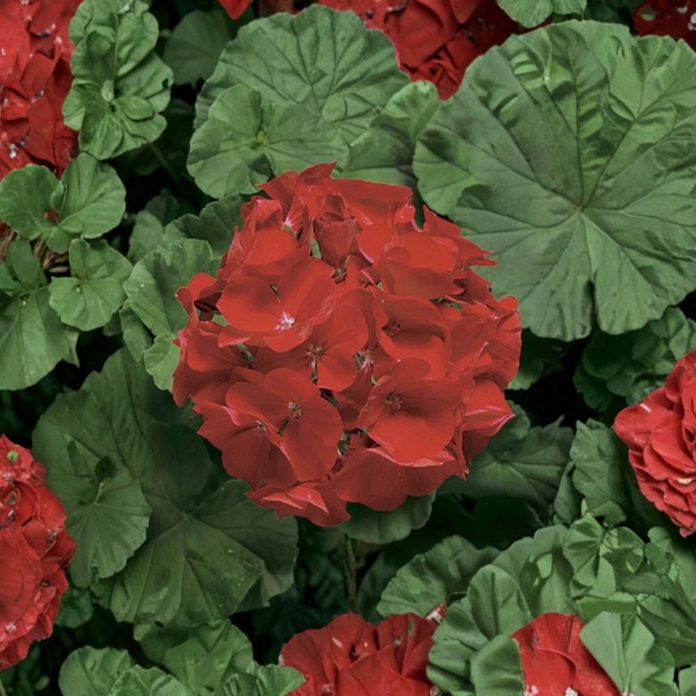 Ringo Deep Scarlet Geranium Seeds – 15 Pelargonium Flower Seeds for Pots & Gardens, Early Blooming Red Geranium