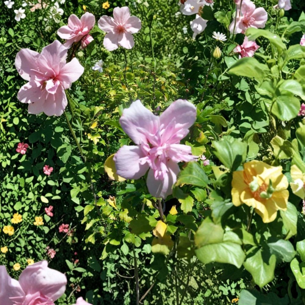 Double Flower Pink Althea Rose of Sharon Live Shrub Plant 1 Gallon | Double Pink Blooms | Hardy Landscape Shrub