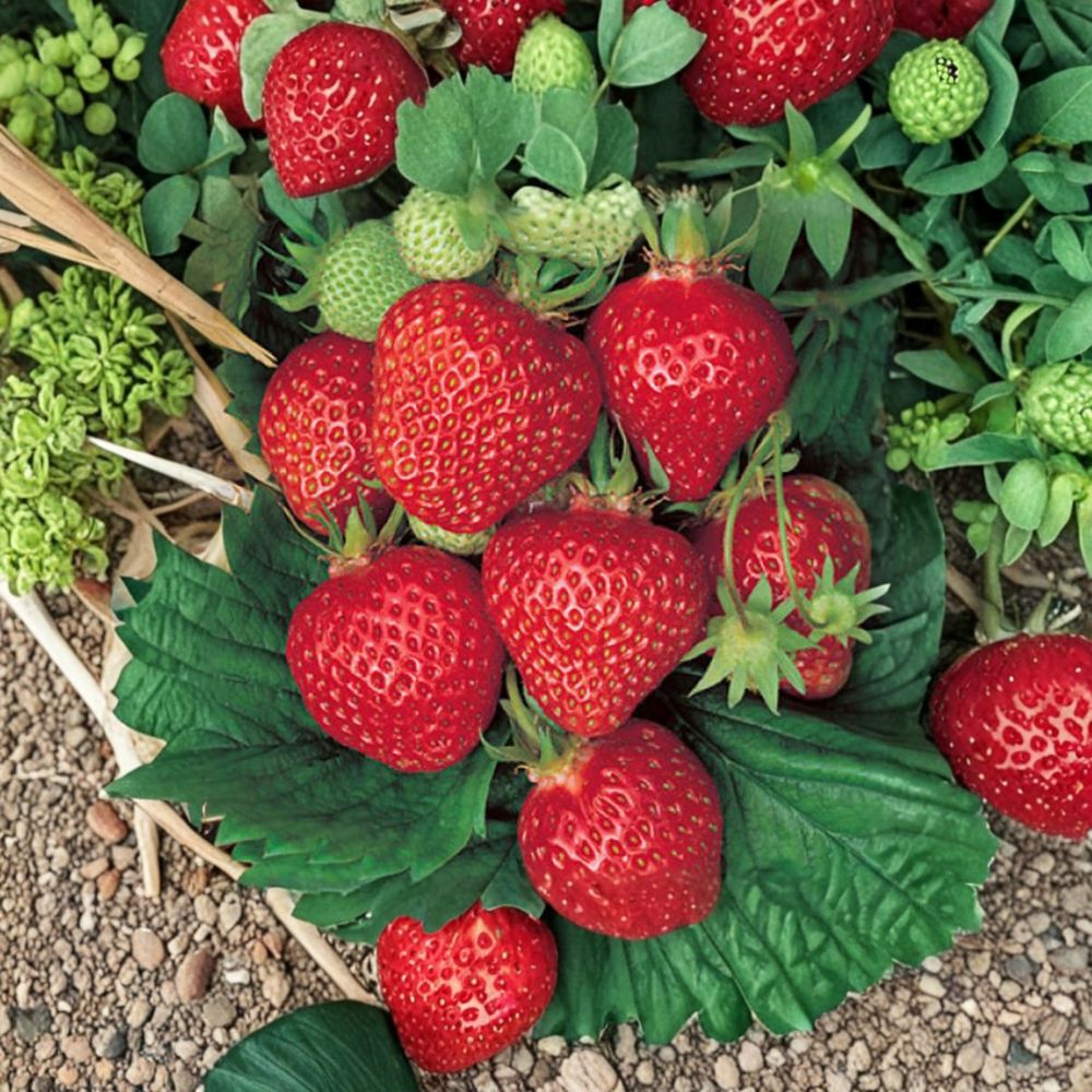 Quinault Strawberry Plants – 5 Live Rooted Everbearing Strawberry Plants – Large Sweet Berries – Zones 4-9