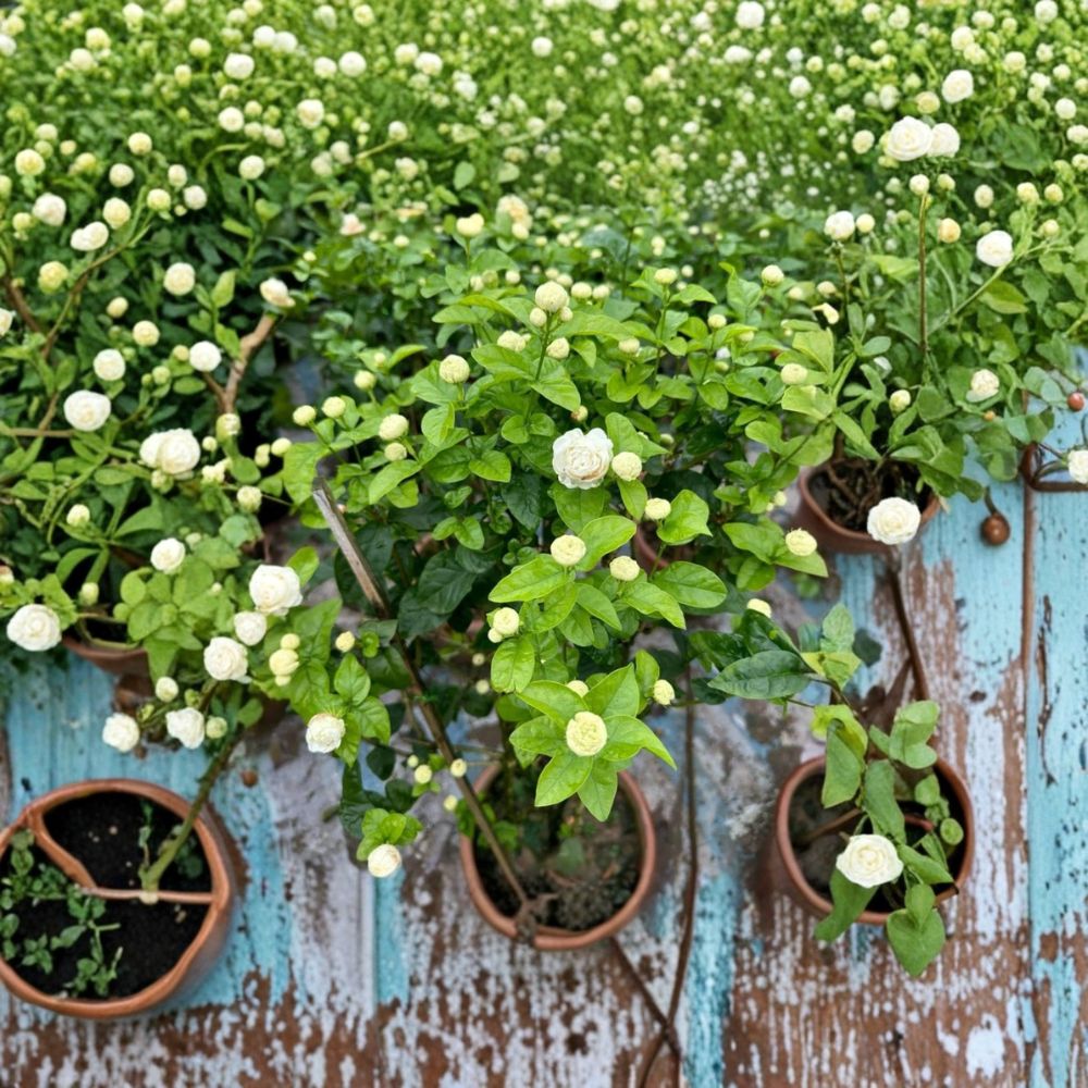 Arabian Jasmine Live Plant – Jasminum sambac ‘Duke of Tuscany’ – Double White Fragrant Blooms – Tropical Starter Plant
