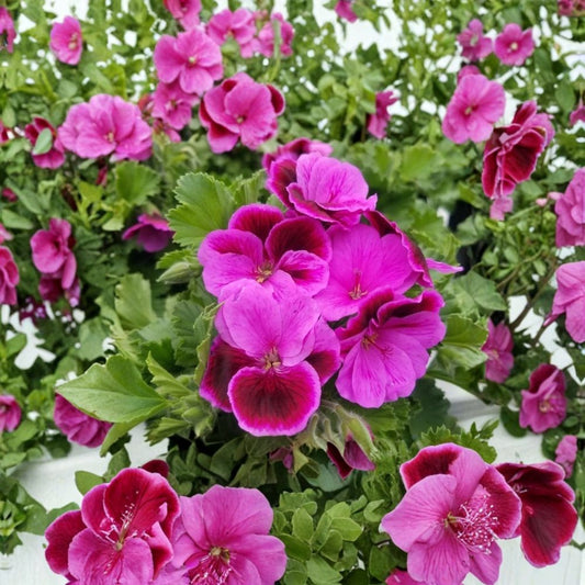Martha Washington Geranium Cuttings – 6 Organic Pelargonium Starters Rose Pink Regal Geranium for Patio & Container Gardening