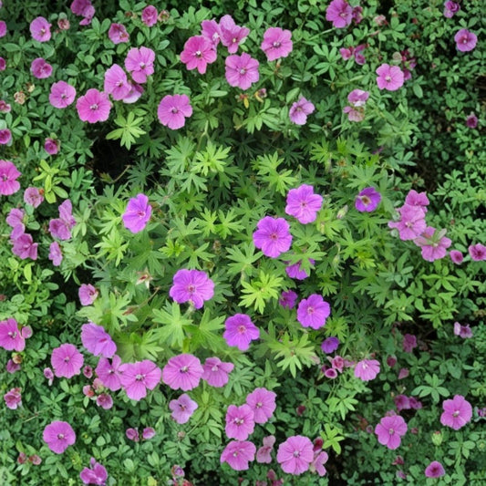 Organic Cranesbill Wild Geranium Bare Roots – 3 Geranium maculatum Native Woodland Perennials for Shade Gardens