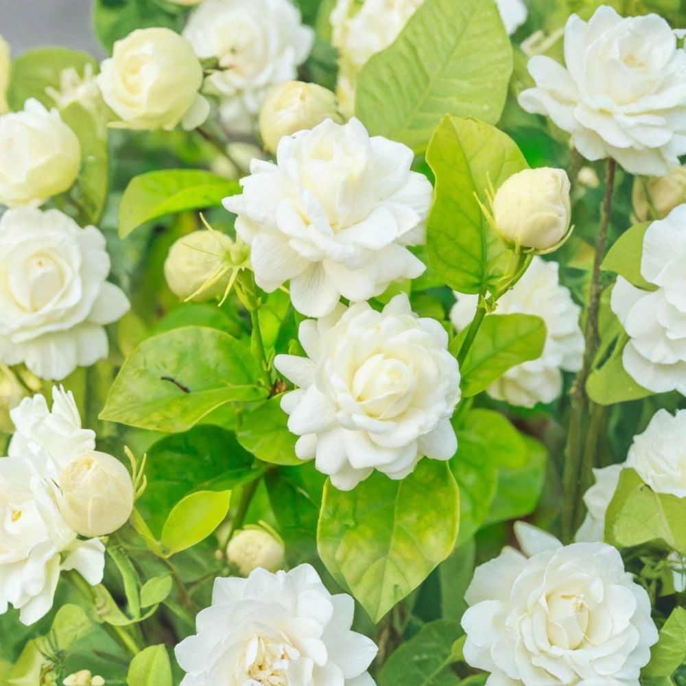 Arabian Jasmine Live Starter Plant – Jasminum sambac ‘Grand Duke of Tuscany’ – Fragrant Double White Flowers – Indoor Outdoor Garden Plant