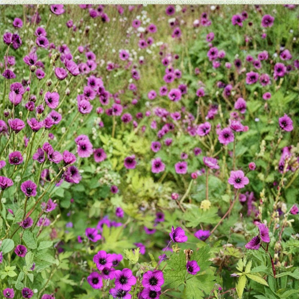 Ann Folkard Geranium Seeds – 25+ Premium Flower Seeds for Garden, Patio & Container, Hardy, Easy to Grow Pelargonium x hortorum