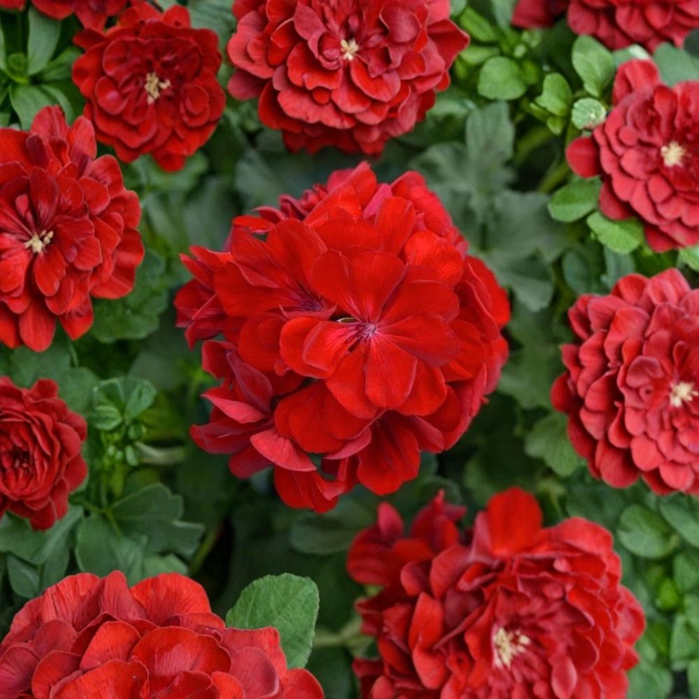 Red Geranium Cuttings – Pelargonium Live Plant Set of 5 Unrooted 8-10 Inch Bright Red Blooms for Patio & Container Gardening