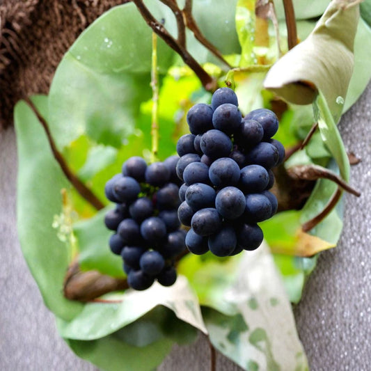Nagano Purple Grape Cuttings – 5 Pack | Seedless Japanese Table Grape with Large Sweet Purple Berries | Vitis vinifera
