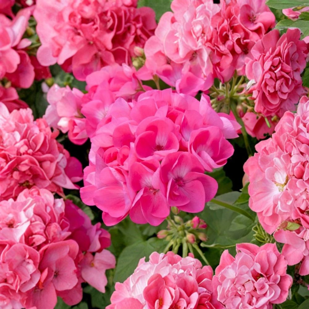 Pink Geranium Live Plant – Vibrant Blooming Pelargonium for Patio, Garden & Containers – 4–6 Inch Starter Plant