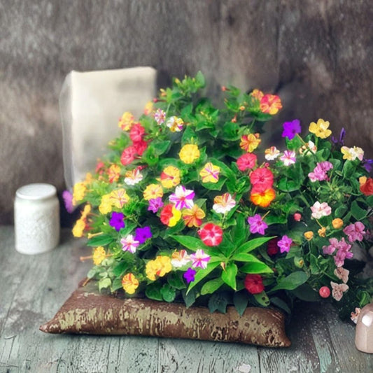 Jasmine Seeds – Mixed Color Flowering Vine, Fragrant Garden Climber, Easy Grow, Rare Exotic Plant, Jasminum spp.