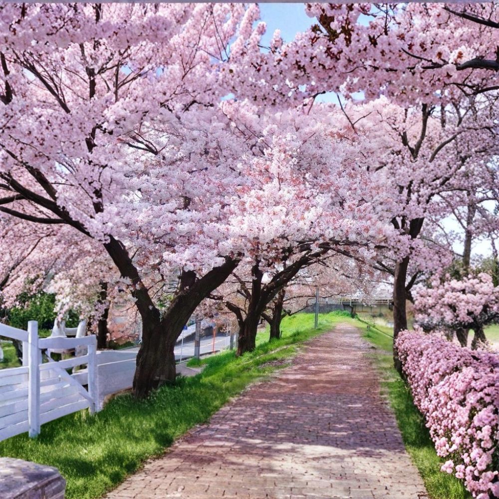 Yoshino Cherry Tree – 2 Ft Bare Root Prunus × yedoensis Flowering Tree with Spring Blossoms, Japanese Cherry Blossom, Ornamental Garden Tree