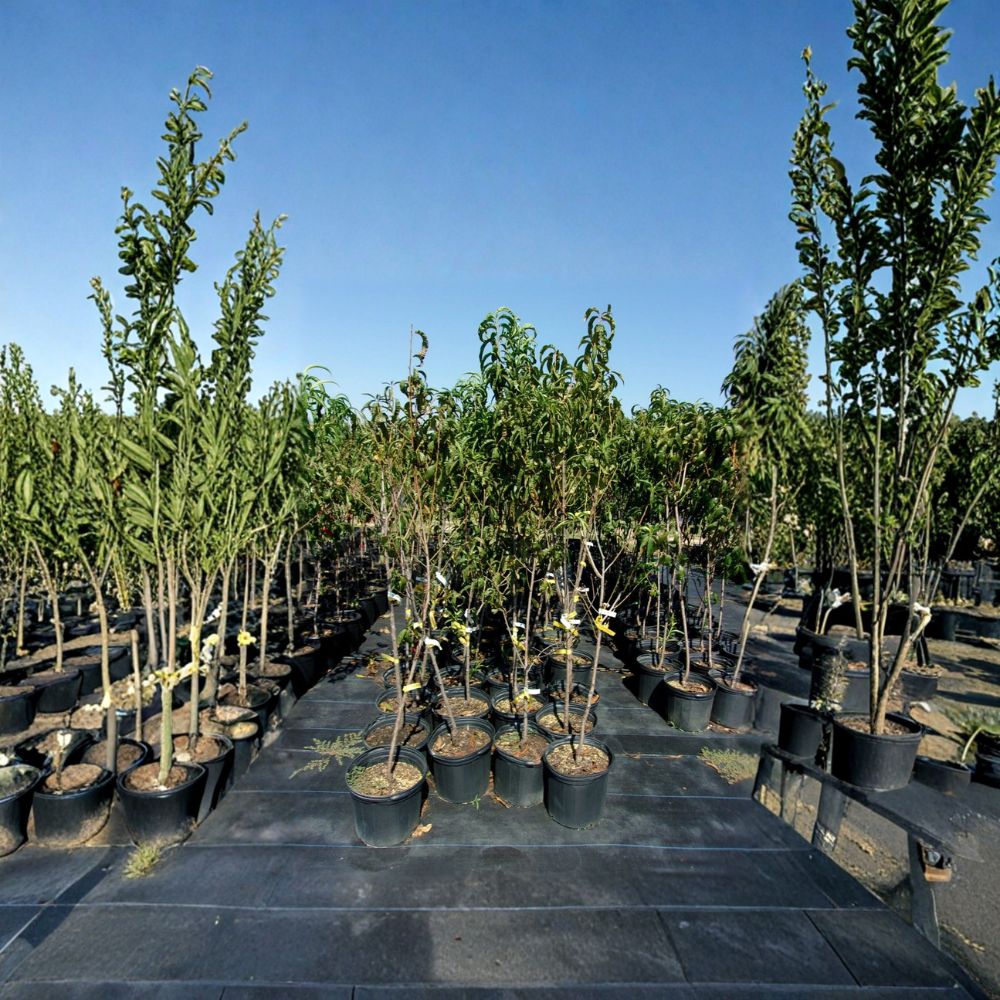 Flavortop Nectarine Tree – Prunus persica var. nucipersica Live Fruit Tree, Self-Fertile, Sweet Freestone Nectarines, Easy to Grow