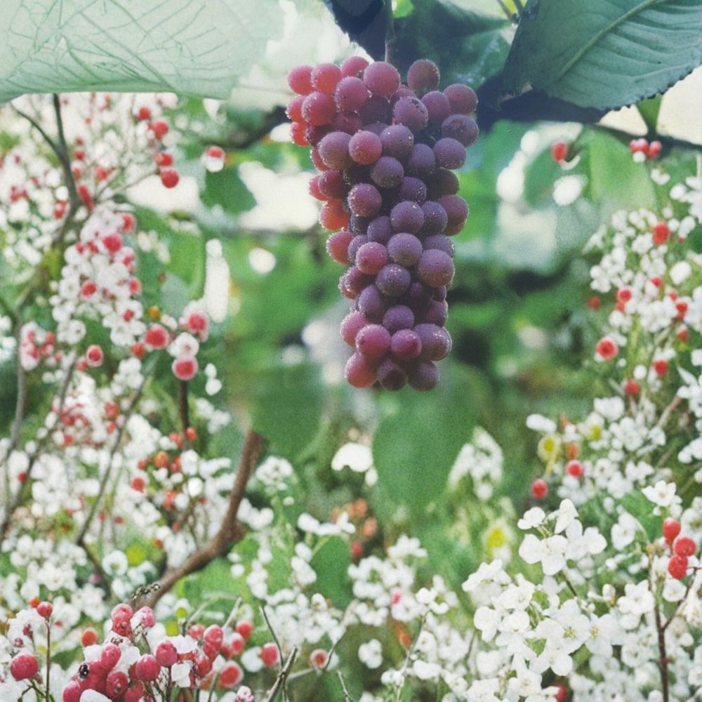 Red Flame Seedless Grape Vine – Live Fruit Plant, 1 Gallon, Sweet Seedless Red Grapes, Vineyard & Home Garden, Easy to Grow