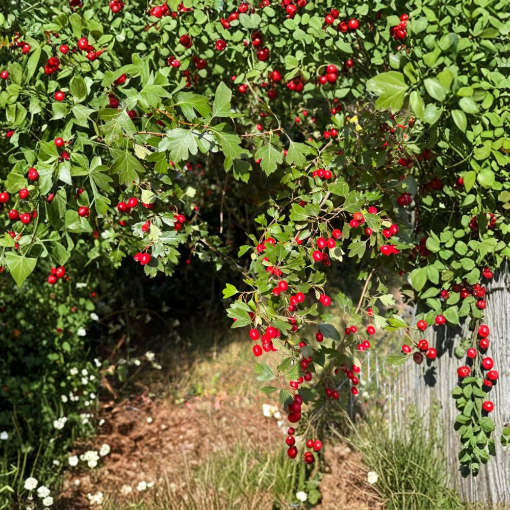 Wild Hawthorn Tree Live Plant – Crataegus Rootstock, Hardy Wildlife Tree, Chinese Hawthorn, 野山楂, 山楂砧木